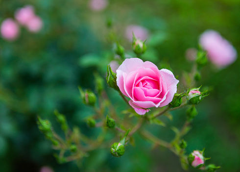 Shallow focus of an ornate pink rose growing in an English stately home. A lawn area is in the background.