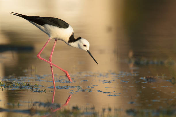 istock Black winged stilt feed on outback billabong 1157703172
