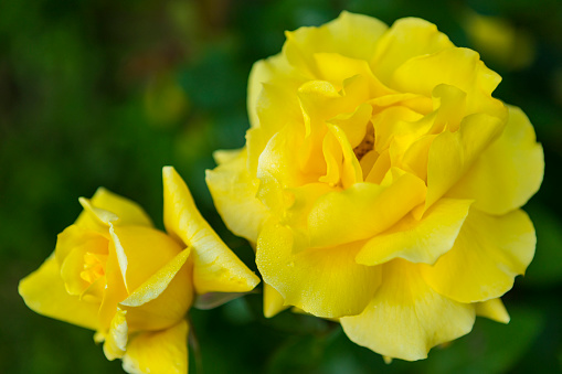 yellow roses blossoming