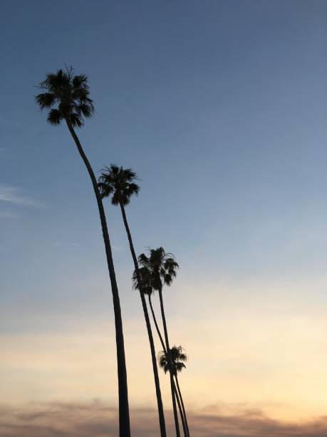 istock Line of leaning palm trees at sunset 1157703311