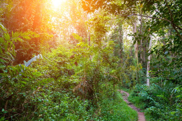 istock Mystical forest in spring.  Scenery with path in dreamy foggy forest. Nature background. 1157704019