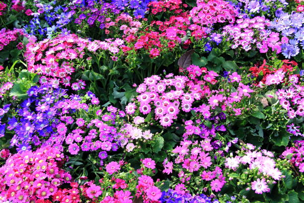 Colorful flowers Colorful flowers cineraria stock pictures, royalty-free photos & images