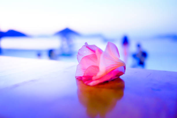 Pink Flower on the wood table at the beach with a shallow depth of field perspective. Sea travel destination
