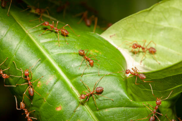 Close up red ant on leaf tree in nature at thailand Close up red ant on leaf tree in nature at thailand ants-walking stock pictures, royalty-free photos & images