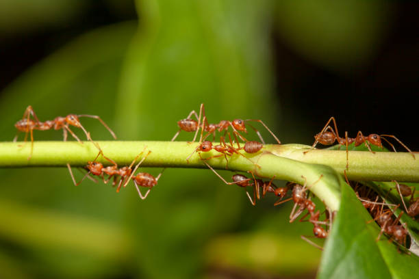 istock Close up red ant on  stick tree in nature at thailand 1157706673