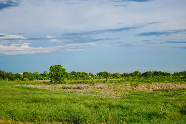 istock landscape green field before rain storm at thailand 1157706688