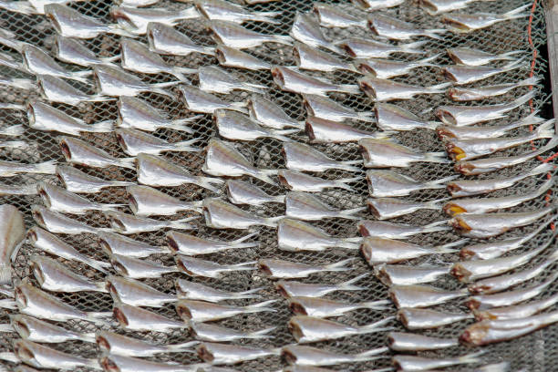 istock Dried fish from sun light at thailand 1157706715