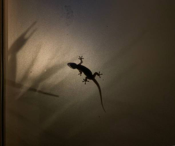 istock Lizard in a glass against light 1157707803