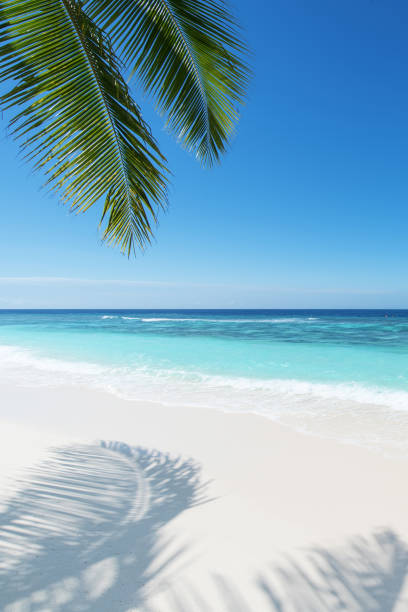 spiaggia tropicale - coastline branch day summer foto e immagini stock