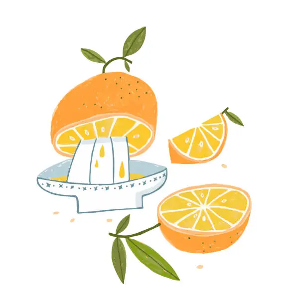 Vector illustration of Oranges being squeezed on a citrus juicer