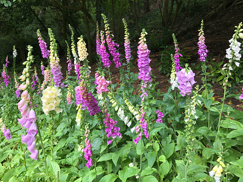 Stock photo of wild pink foxglove flowers growing in woodland wildlife garden, poisonous toxic flowering foxgloves digitalis with stinging nettles, brambles and hazel trees in copse with spring leaves and weeds against forest of English oak trees