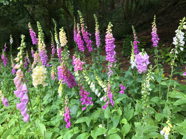 Image of wild pink foxglove flowers growing in woodland wildlife garden, poisonous toxic flowering foxgloves digitalis with stinging nettles, brambles and hazel trees in copse with spring leaves and weeds against forest of English oak trees Stock photo of wild pink foxglove flowers growing in woodland wildlife garden, poisonous toxic flowering foxgloves digitalis with stinging nettles, brambles and hazel trees in copse with spring leaves and weeds against forest of English oak trees foxglove photos stock pictures, royalty-free photos & images