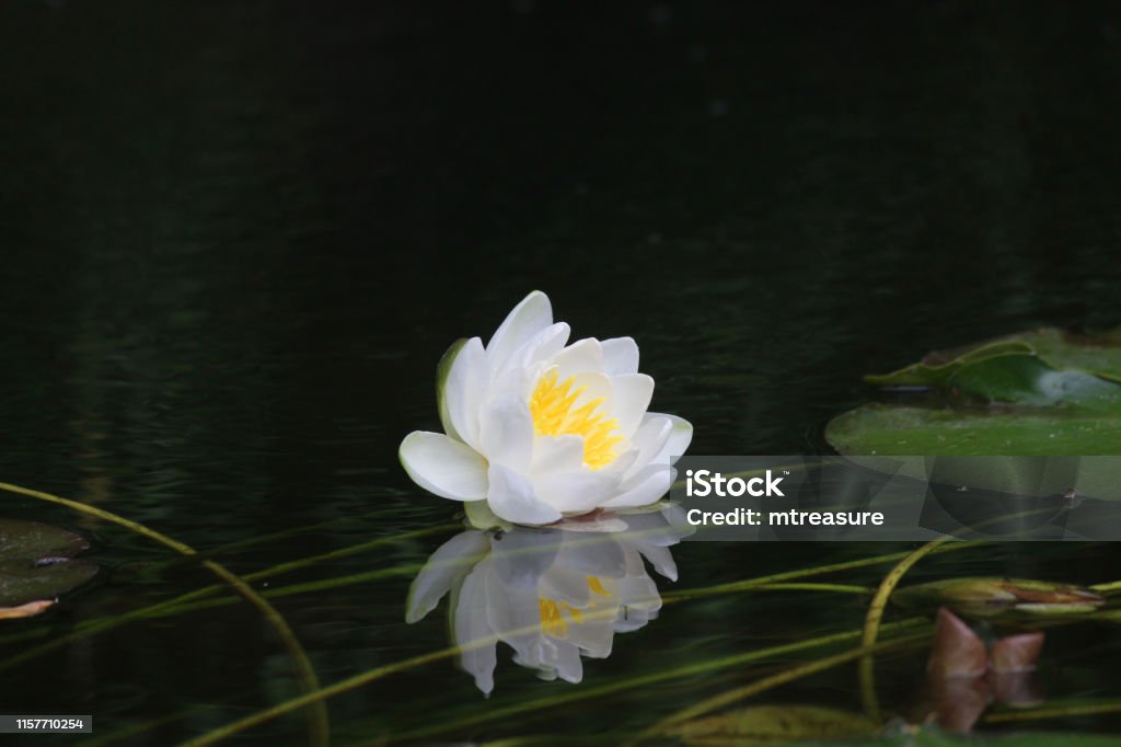 Imagen De Lirio De Agua En Flor En El Estanque Koi De Peces Dorados Del Jardín Con Flor Blanca Que Se Refleja En La Superficie Del Agua Y Grandes Almohadillas De Lirio Imagen De Lirio De Agua En Flor En El Estanque Koi De Peces Dorados Del Jardín Con Flor Blanca Que Se Refleja En La Superficie Del Agua Y Grandes Almohadillas De Lirio