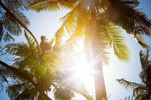 The sun's rays shine directly into the camera through the green leaves and branches of tall tropical palm trees. Against the background of blue cloudless sky