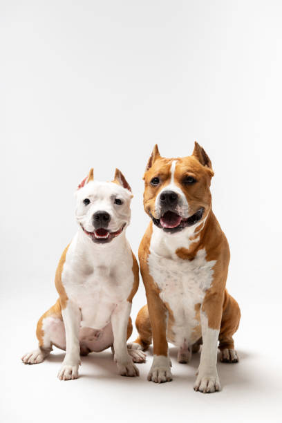 istock Adorable red and white dogs sits at white background 1157711464