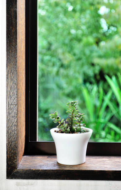 istock Succlent Plant by the Window 1157711587
