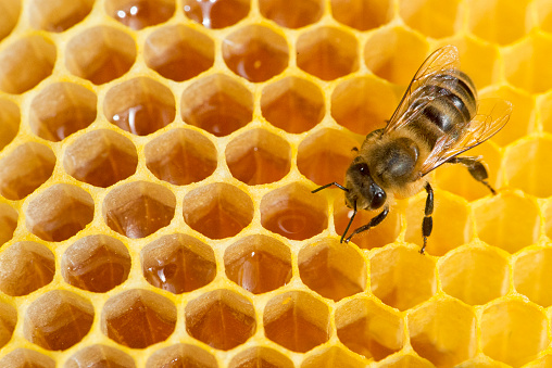 Close-up of a bee on a honeycomb.