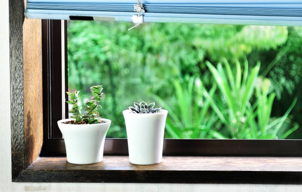 istock Succlent Plant by the Window 1157712514