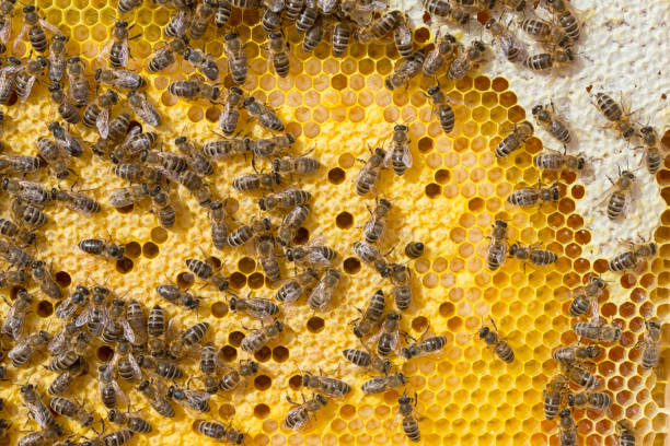 istock Honeycomb with brood and honey 1157712538