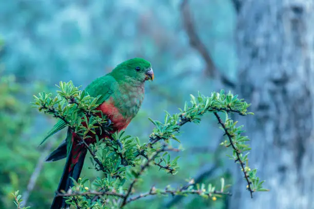 A juvenile Australian King-parrot feeding at Red Hill Nature Reserve, Canberra, Australia on an autumn morning in May 2019