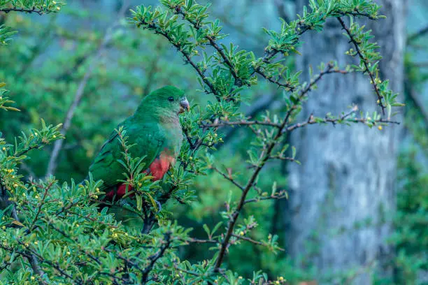 A juvenile Australian King-parrot feeding at Red Hill Nature Reserve, Canberra, Australia on an autumn morning in May 2019