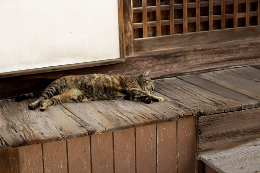 The image of cute cat sleeping on engawa (wooden-floored corridor) in Onomichi, Hiroshima, Japan.