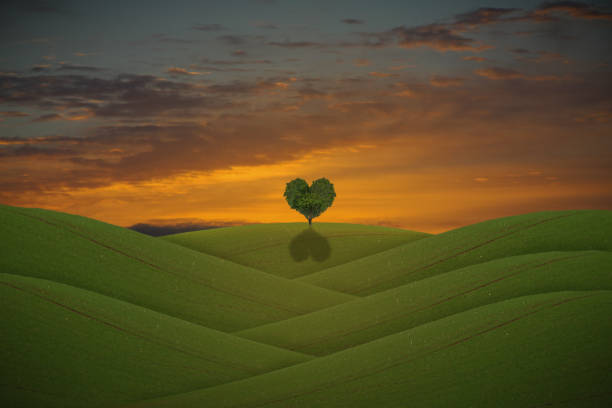 istock green hill with heart shaped tree in the background 1157712905