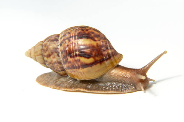 istock Snail, Snail Slime on white background 1157713771
