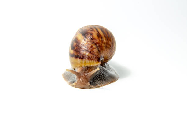 istock Snail, Snail Slime on white background 1157713804