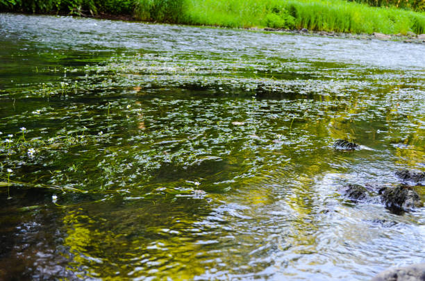 Blue river in the green park