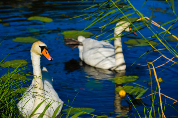 Two swans swimming on lake
