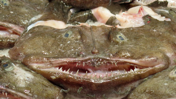 istock Fresh monkfish for sale 1157719740