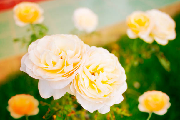 White yellow rose in the garden
