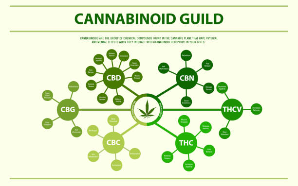 Cannabinoid guide horizontal infographic Cannabinoid guide horizontal infographic, healthcare and medical illustration about cannabis cannabinoid stock illustrations