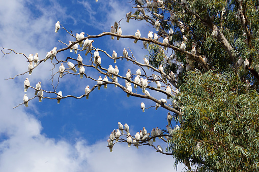 Deniliquin, New South Wales, Australia, May 3, 2019.\nMany Corellas in a tree are quite a common sight in the countryside.
