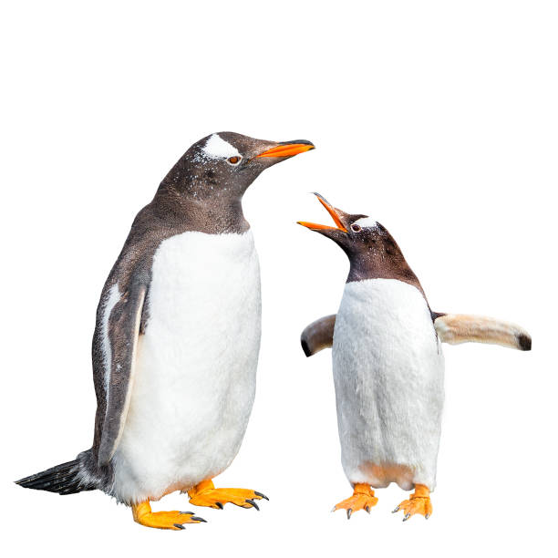 Two Gentoo penguins arguing isolated at black background, Beagle Channel in Patagonia near Ushuaia, Argentina, closeup, details Two Gentoo penguins arguing isolated at black background, Beagle Channel in Patagonia near Ushuaia, Argentina penguins fighting stock pictures, royalty-free photos & images