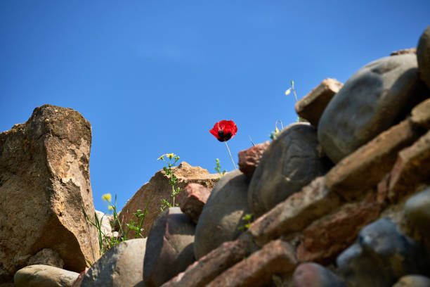 One red poppy flower in ruins.Poppy flower on the cracked stone wall background.
