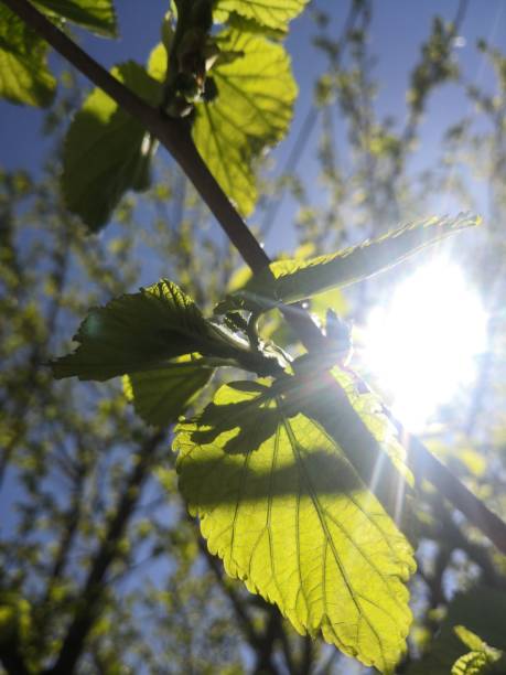 istock The leaves in the glare 1157724195