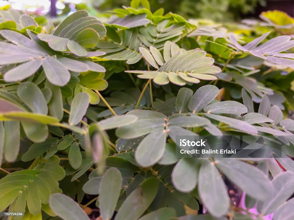 Mimosa, the miracle plants of flora Mimosas, the miracle plants of flora Arid Climate Stock Photo