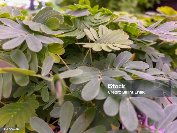 Mimosa The Miracle Plants Of Flora Stock Photo - Download Image Now - Arid Climate, Awe, Beauty In Nature