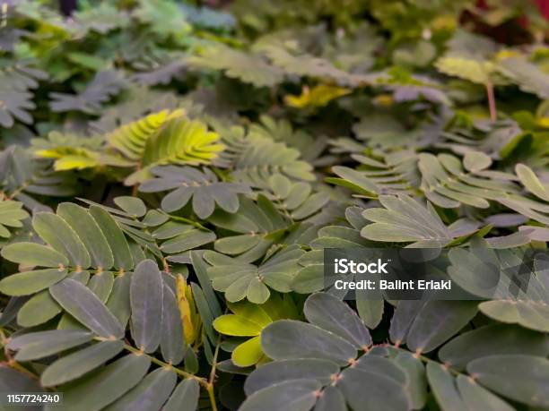 Mimosa The Miracle Plants Of Flora Stock Photo - Download Image Now - Arid Climate, Awe, Beauty In Nature