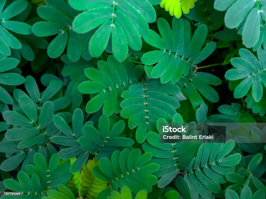 Mimosa, the miracle plants of flora Mimosas, the eunder plants of flora Arid Climate Stock Photo