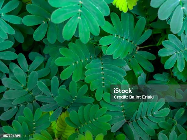 Mimosa The Miracle Plants Of Flora Stock Photo - Download Image Now - Arid Climate, Awe, Bush