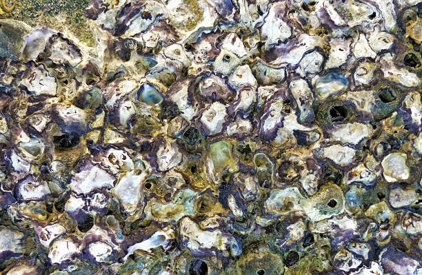 small fresh oyster stay together on the ocean coast rock