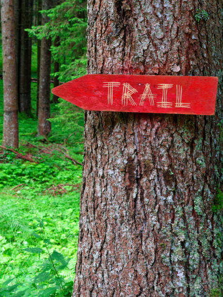 istock wooden sign trail in the forest. 1157727258
