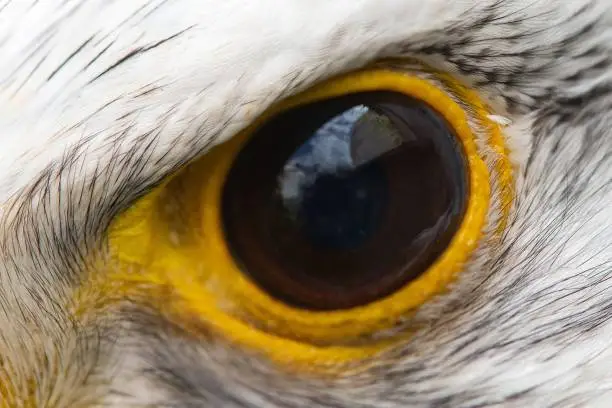 Eagle eye close-up, macro photo, eye of the Gyrfalcon, falco rusticolus.