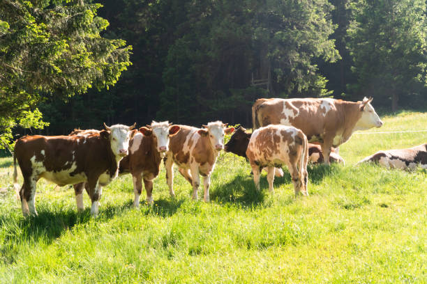 istock Small herd of cows eating fresh grass on an organic farm 1157730892