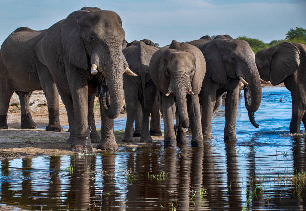 istock right in the middle of an elephant herd, Botswana 1157731107