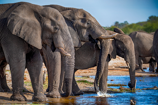 A herd of African elephants (Loxodonta africana) standing in a shallow river and drinking. Botswana, Africa.