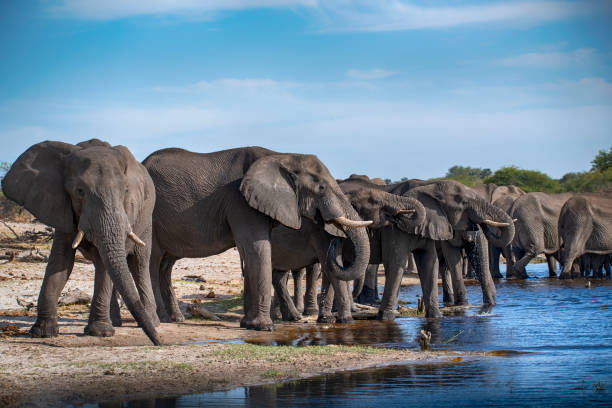 istock right in the middle of an elephant herd, Botswana 1157731212